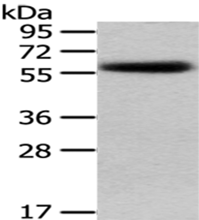 PEPD Antibody