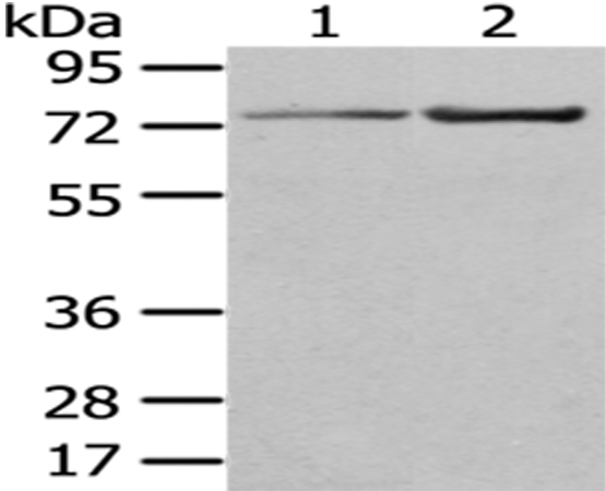 MASP1 Antibody