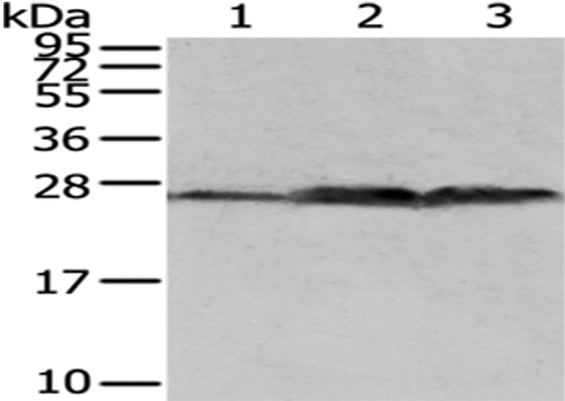 QDPR Antibody