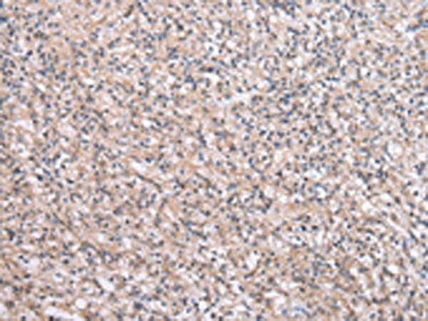 SBDS Antibody