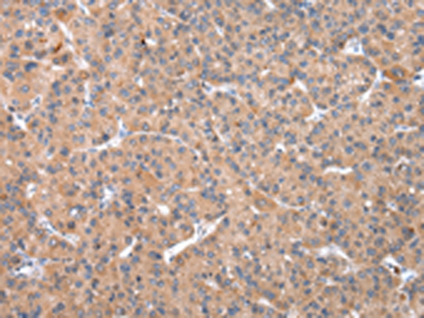 OXA1L Antibody