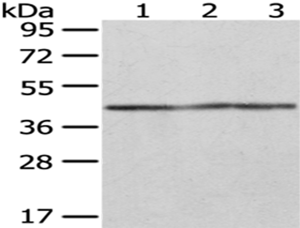OXA1L Antibody