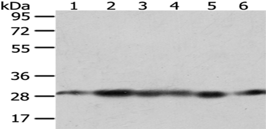 IMPA1 Antibody