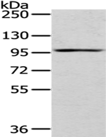 H6PD Antibody