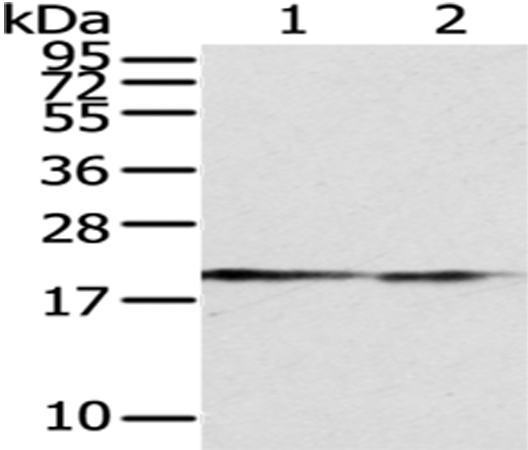 POLE3 Antibody