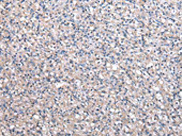 CCT4 Antibody