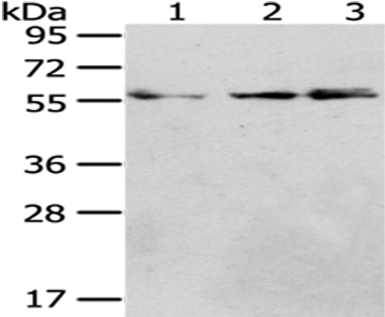 CCT4 Antibody
