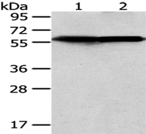 CCT5 Antibody