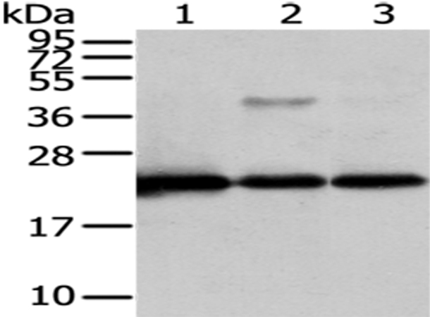 CMPK1 Antibody