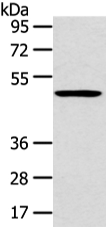 HTRA1  Antibody