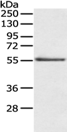 SLC29A1 Antibody