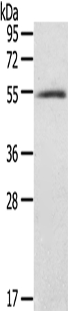 BAG4 Antibody