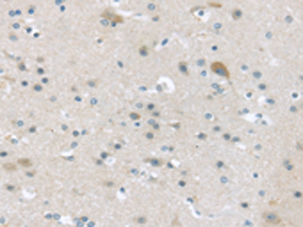 VGF Antibody