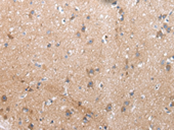 XKR4 Antibody