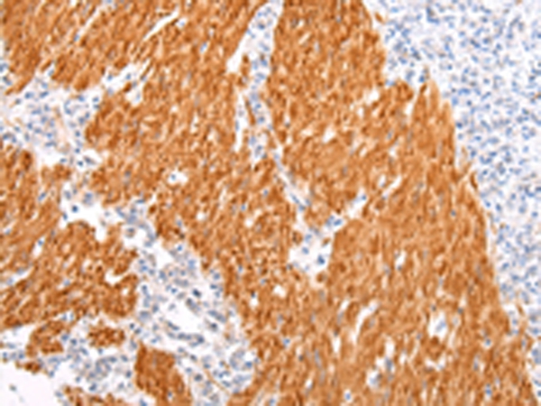 BSN Antibody
