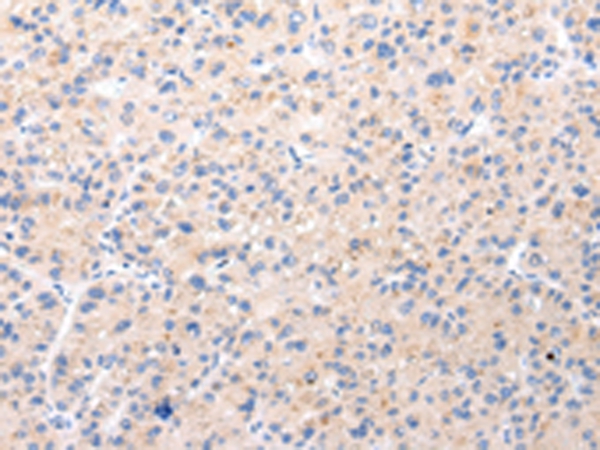 BSN Antibody