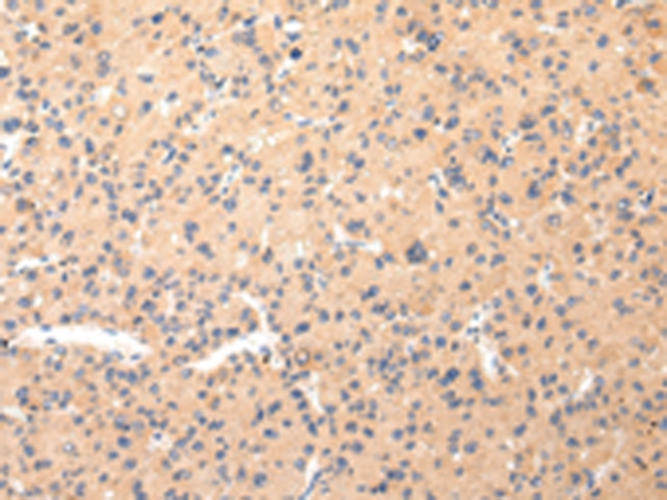 COL8A2 Antibody