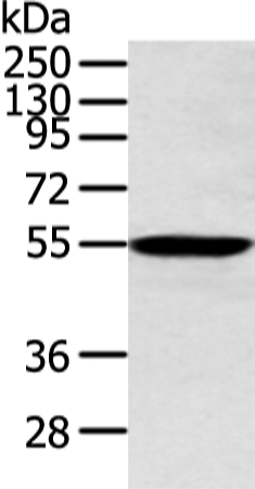 ALDH2 Antibody