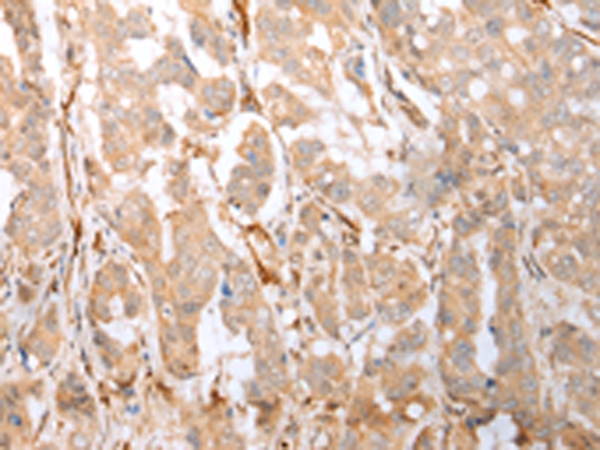 GFRA4 Antibody