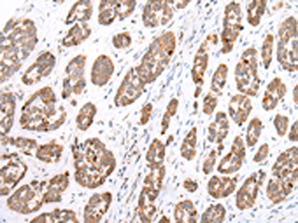 GPC1 Antibody