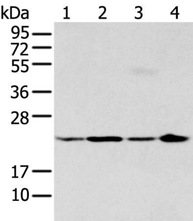 BMF Antibody