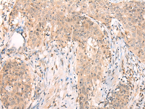 APCDD1 Antibody