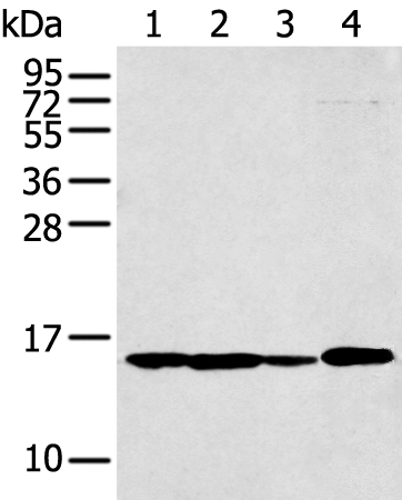 RPS15A Antibody