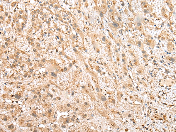 NUDT12 Antibody