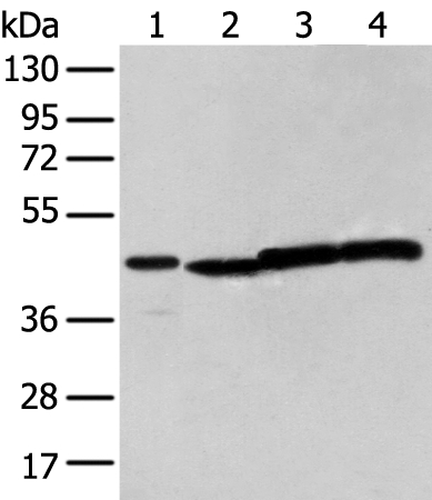 NUDT12 Antibody