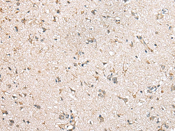 MIOX Antibody