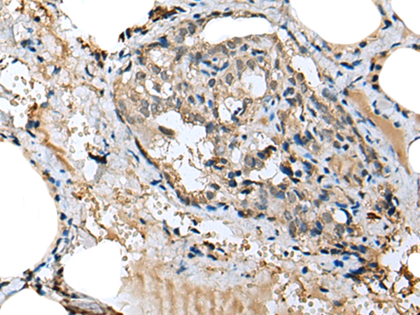 MIOX Antibody