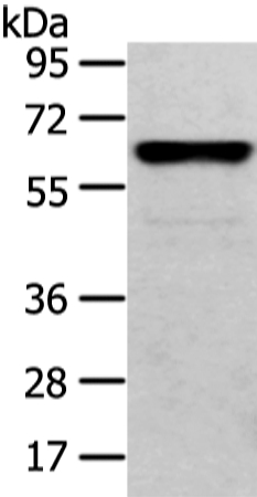 CLK2 Antibody
