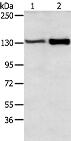 DSG3 Antibody