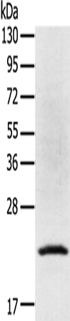 TP53I11 Antibody