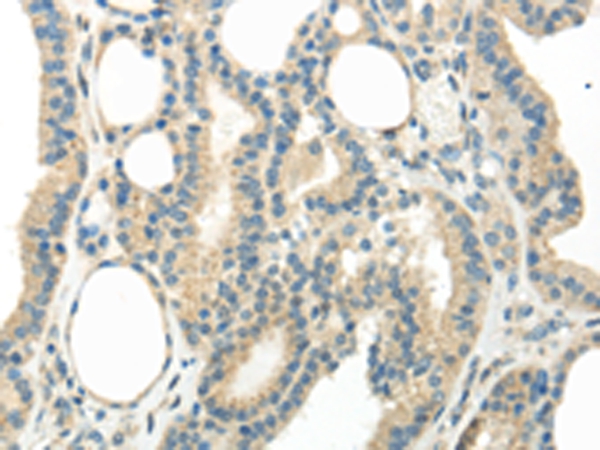 WNT6 Antibody