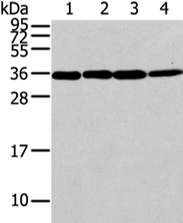 CBX7 Antibody