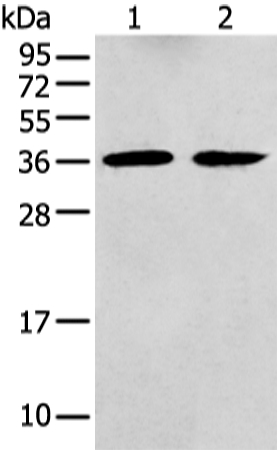 GNAI2 Antibody