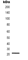 NRAS/HRAS/KRAS Antibody