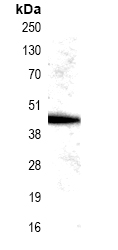 Slc30A8 Antibody