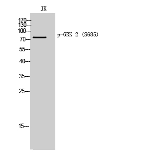 GRK2 (Phospho-Ser685) Polyclonal Antibody