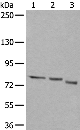 QSOX1 Antibody
