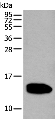 REG1A Antibody