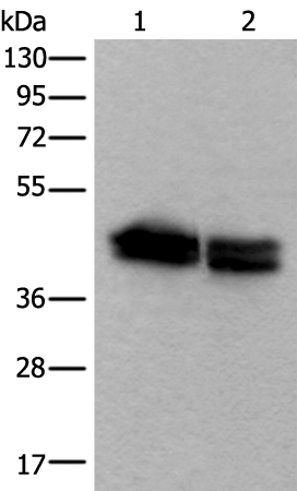 TIA1 Antibody