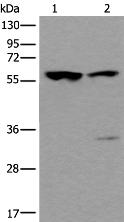 TRIM27 Antibody
