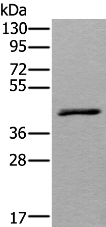 WSB2 Antibody