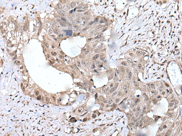 COMMD10 Antibody