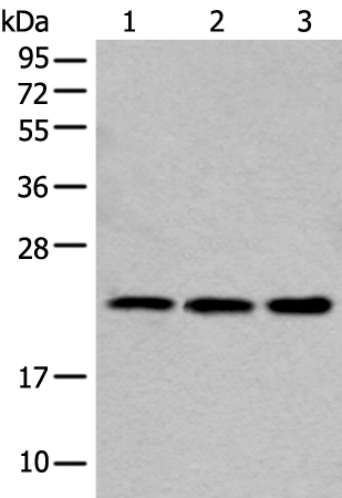 COMMD10 Antibody