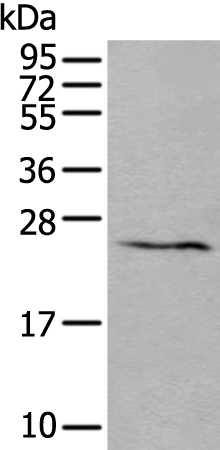 ABHD14B Antibody