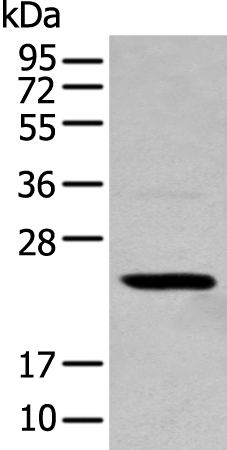 TCEAL4 Antibody
