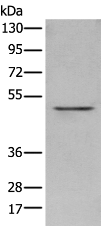 POLDIP3 Antibody